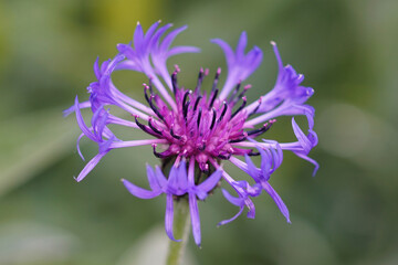 Closeup of the blue perennial flower of montane knapweed, or bluet, Centaurea montana