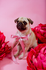 Funny Pug dog with pink banter on the pink background.