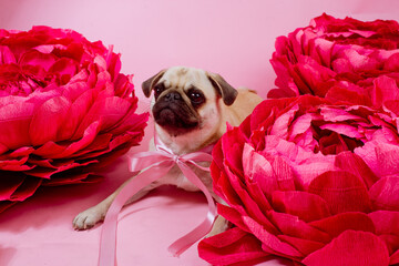 Funny Pug dog with pink banter on the pink background.