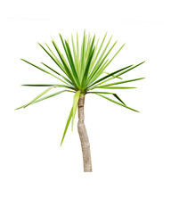 Dracaena cochinchinensis chan pha tree isolated on white background. This has clipping path.