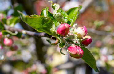 Unopened apple blossom, apple tree in the garden, copy space, close-up