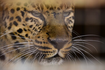 leopard, animal