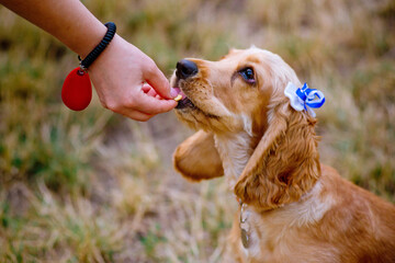 woman training her little dog, cocker spaniel breed puppy, outdoors, in a park.
