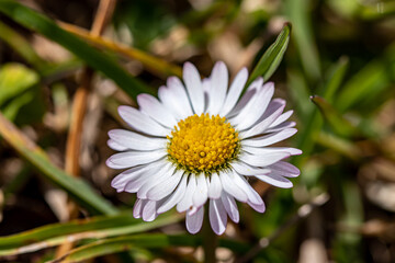 Daisy plant in the forest, macro shoot	
