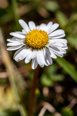 Obraz premium Daisy plant in the forest, close up 