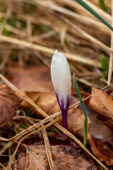 White Crocus plant in the forest, macro shoot	
