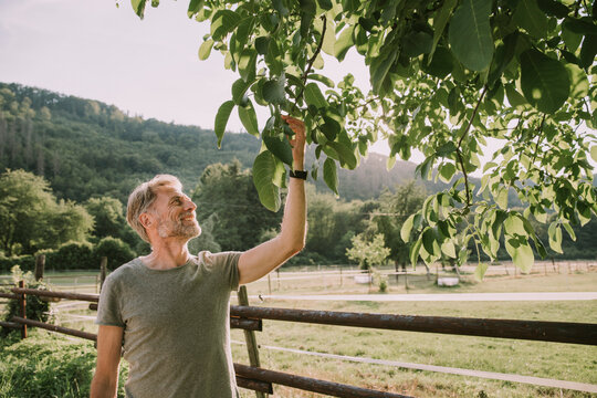 Mature man looking at walnuts while standing by railing