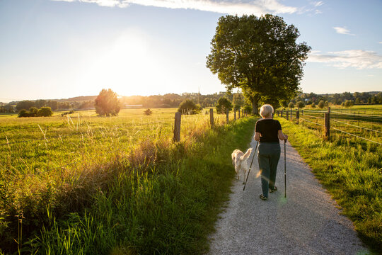 Germany, Bavaria, Augsburg, Senior woman walking with walking sticks and golden retriever in rural scenery at sunset