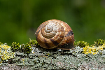 coquille d'escargot de bourgogne