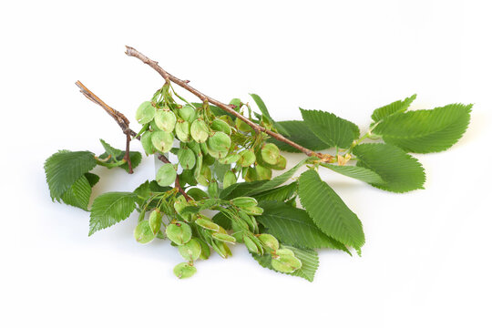 Ulmus minor or Elm tree flowering branch isolated on a white background. Elm is a deciduous and semi-deciduous tree comprising the flowering plant.