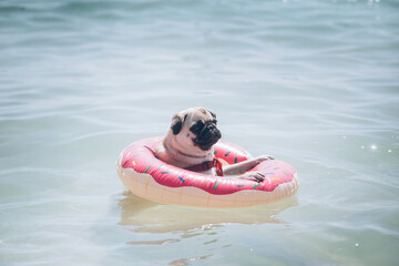 Cute pug floating in a swimming pool with a pink donut ring flotation device - 433283767
