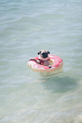 Cute pug floating in a swimming pool with a pink donut ring flotation device - 433283932