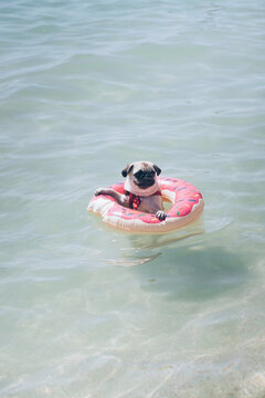 Cute pug floating in a swimming pool with a pink donut ring flotation device