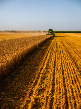 Combine harvesting field of wheat