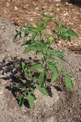 Tomato Plant