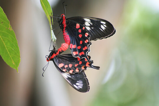 butterflies mating on a green leaf, Red-Bodied Swallowtail, Cptured in the Summer