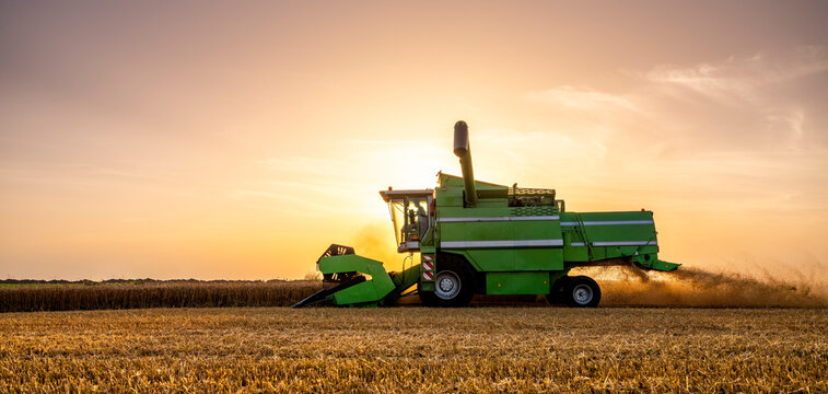 Combine harvesting field of wheat at sunrise
