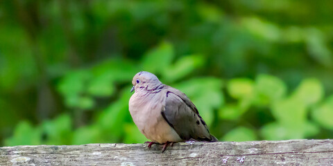 Bird sitting on a wooden bench