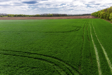Obraz premium Green wheat field from drone. Farmers field., spring landscape background