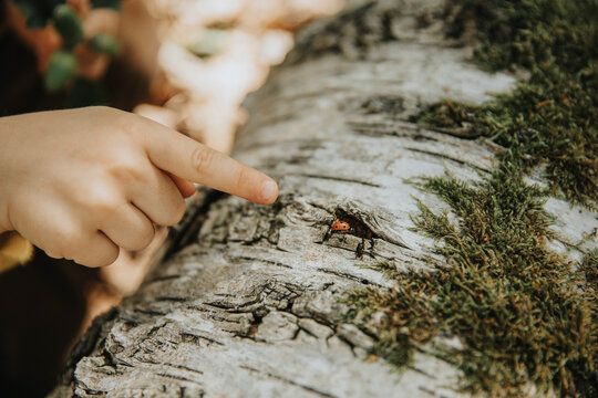 Boys finger pointing ladybug on mossy branch