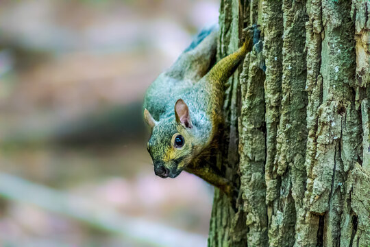 Grey & Brown Squirrel on the side of a Tree