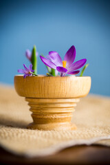 early spring purple flowers crocuses on blue background