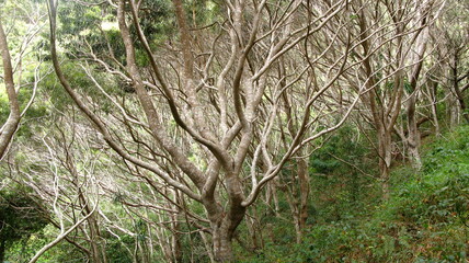 cool trees in the forest 
