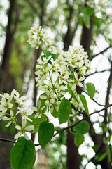 Blossoming on a cloudy May day