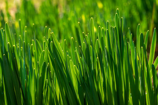 Close up of grass in springtime