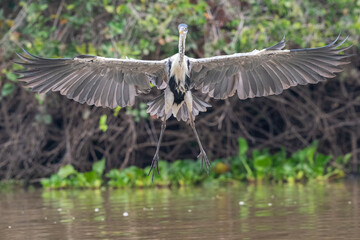 The cocoi heron (Ardea cocoi)