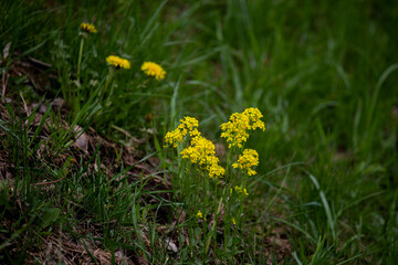 yellow dandelions on a green field in spring, bright weather 