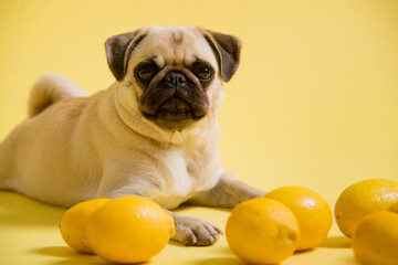 Funny dog mops is playing with lemons on a yellow background in the studio