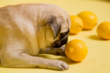 Funny dog mops is playing with lemons on a yellow background in the studio - 433285342