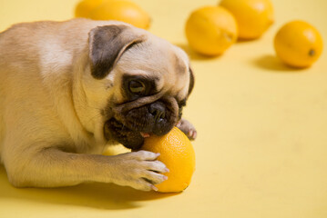 Funny dog mops is playing with lemons on a yellow background in the studio - 433285361
