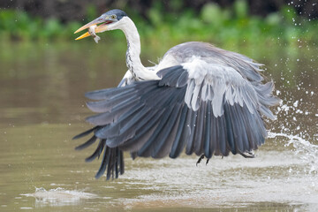 The cocoi heron (Ardea cocoi)