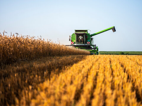 Combine harvesting field of wheat