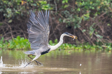 The cocoi heron (Ardea cocoi)