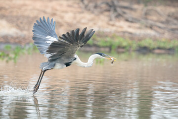 The cocoi heron (Ardea cocoi)
