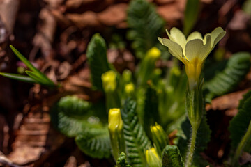 A bunch of primroses in the forest, morning	