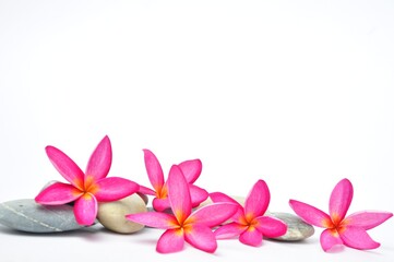 Obraz premium plumeria flowers , temple tree, graveyard tree, frangipani on white background