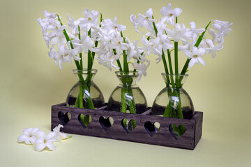 Bouquets of white Hyacinths  in small glass vases on a yellow  background