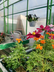 Garden flowers bloom in the greenhouse. Spring, summer, gardening concept. Multi-colored lovely flowers.