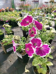 Garden flowers bloom in the greenhouse. Spring, summer, gardening concept. In the foreground is magenta petunia.