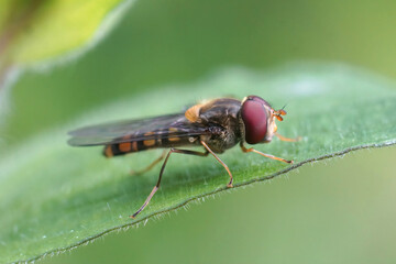 Closeup of the marmelade hoverfly, Episyrphus balteatus on a green leaf