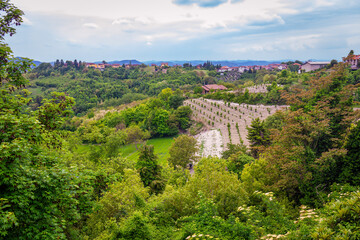 The Monferrato hills panorama, covered by vineyards and hazelnut's trees, during springtime. Piedmont, Northern Italy, Alessandria Province.