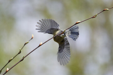 Blaumeise beim Abflug