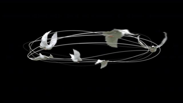 White pigeons flying around and white circle curve rotate with 3d rendering include alpha path.