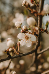 blossom in spring