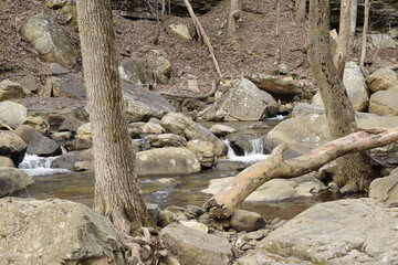 Forest Mountain Stream