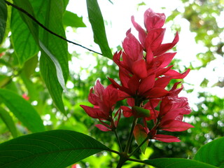 red and green flower